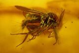 Fossil Fly (Diptera) & Biting Midge (Ceratopogonidae) In Baltic Amber #150712-2